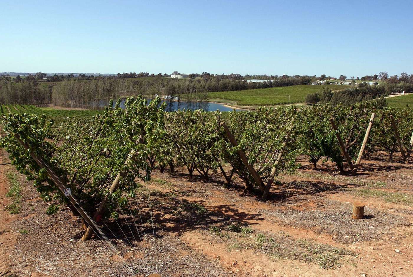 A cherry farm in New South Wales